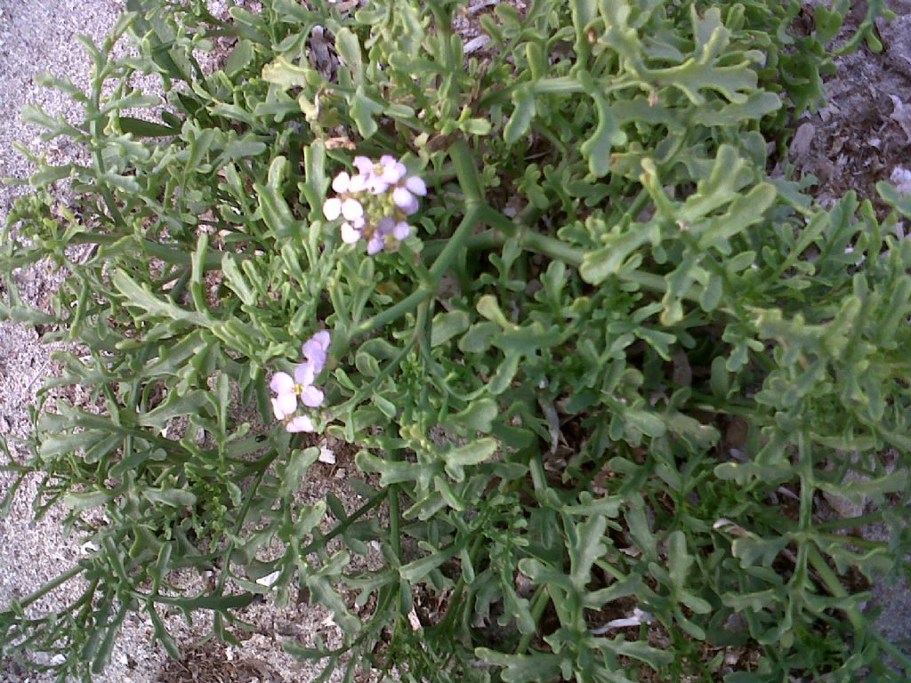 Cakile maritima